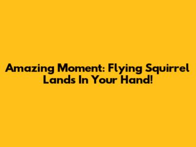 Amazing Moment: Flying Squirrel Lands In Your Hand!