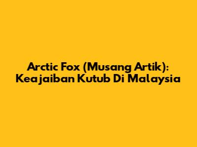 Arctic Fox (Musang Artik): Keajaiban Kutub Di Malaysia