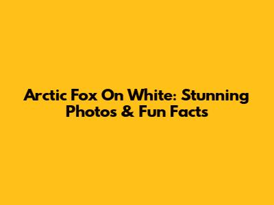 Arctic Fox On White: Stunning Photos & Fun Facts