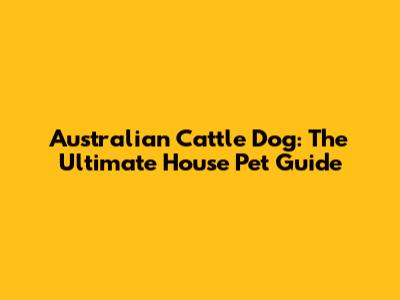 Australian Cattle Dog: The Ultimate House Pet Guide