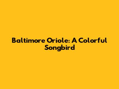 Baltimore Oriole: A Colorful Songbird