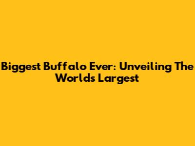 Biggest Buffalo Ever: Unveiling The World's Largest