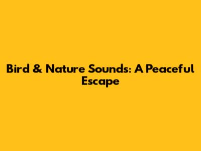 Bird & Nature Sounds: A Peaceful Escape