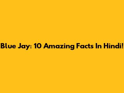 Blue Jay: 10 Amazing Facts In Hindi!