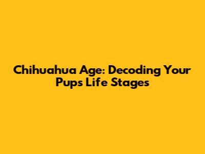 Chihuahua Age: Decoding Your Pup's Life Stages