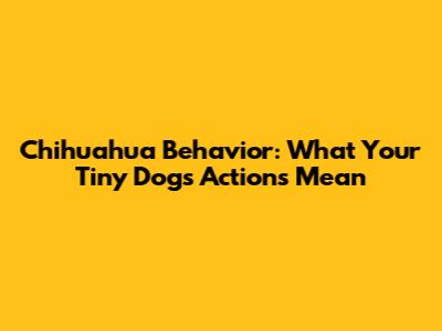 Chihuahua Behavior: What Your Tiny Dog's Actions Mean