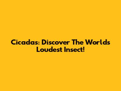 Cicadas: Discover The World's Loudest Insect!