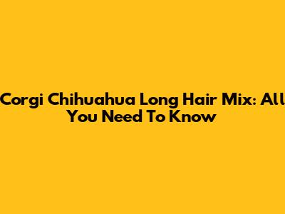 Corgi Chihuahua Long Hair Mix: All You Need To Know