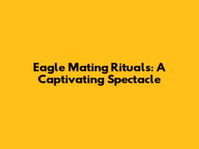Eagle Mating Rituals: A Captivating Spectacle