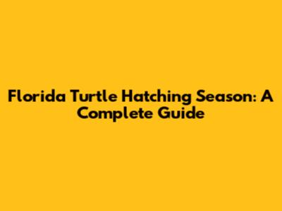 Florida Turtle Hatching Season: A Complete Guide