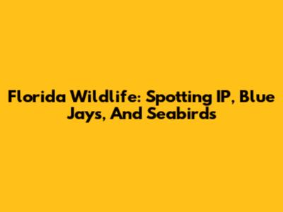 Florida Wildlife: Spotting IP, Blue Jays, And Seabirds