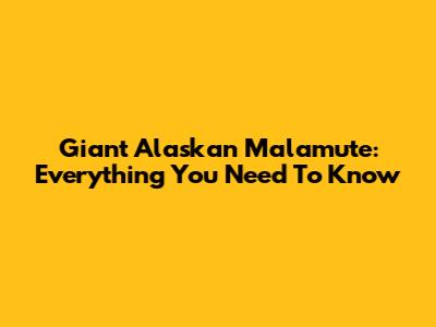 Giant Alaskan Malamute: Everything You Need To Know