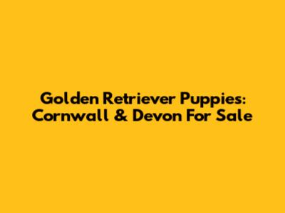 Golden Retriever Puppies: Cornwall & Devon For Sale