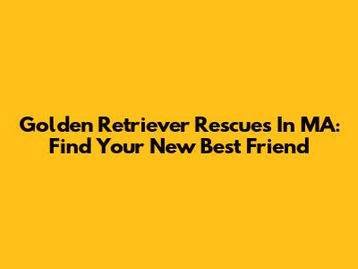 Golden Retriever Rescues In MA: Find Your New Best Friend