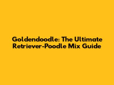 Goldendoodle: The Ultimate Retriever-Poodle Mix Guide
