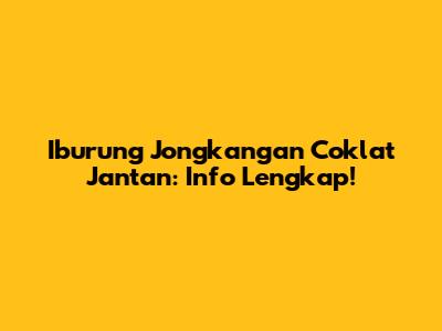 Iburung Jongkangan Coklat Jantan: Info Lengkap!