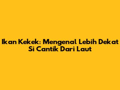 Ikan Kekek: Mengenal Lebih Dekat Si Cantik Dari Laut