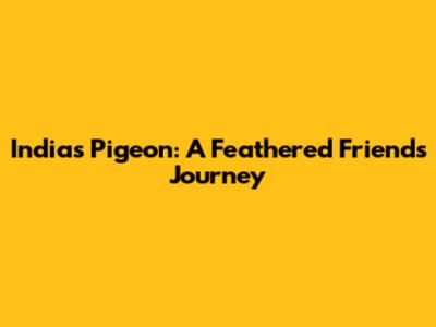 India's Pigeon: A Feathered Friend's Journey