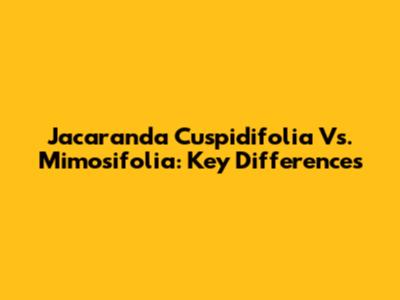 Jacaranda Cuspidifolia Vs. Mimosifolia: Key Differences
