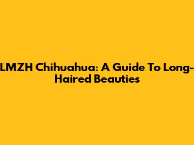 LMZH Chihuahua: A Guide To Long-Haired Beauties