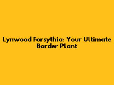 Lynwood Forsythia: Your Ultimate Border Plant