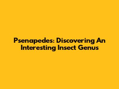 Psenapedes: Discovering An Interesting Insect Genus