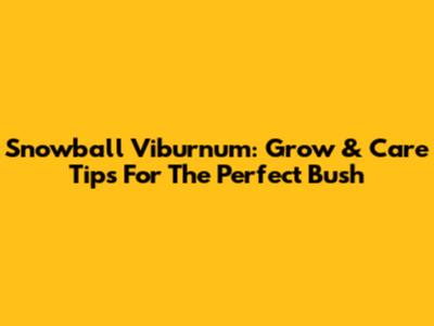 Snowball Viburnum: Grow & Care Tips For The Perfect Bush