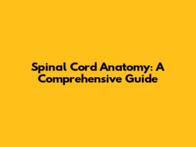 Spinal Cord Anatomy: A Comprehensive Guide