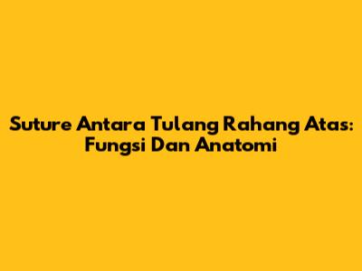 Suture Antara Tulang Rahang Atas: Fungsi Dan Anatomi