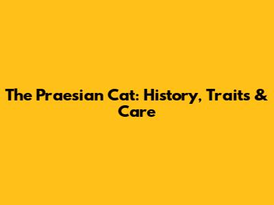 The Praesian Cat: History, Traits & Care