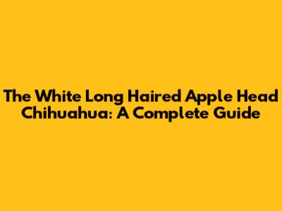 The White Long Haired Apple Head Chihuahua: A Complete Guide