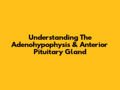 Understanding The Adenohypophysis & Anterior Pituitary Gland