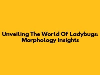 Unveiling The World Of Ladybugs: Morphology Insights