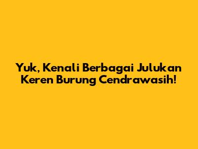 Yuk, Kenali Berbagai Julukan Keren Burung Cendrawasih!